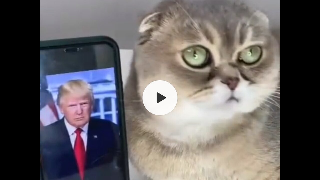 Funny Cat & Donald Trump 😅😅