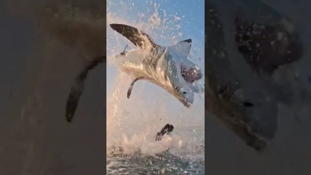 Great White Shark jumping out of the water