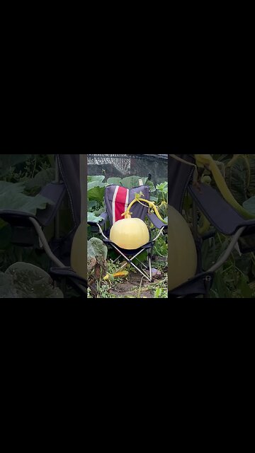 Growing Pumpkin in a Chair 👀 Time lapse #giantpumpkin #pumpkinpatch #bubba