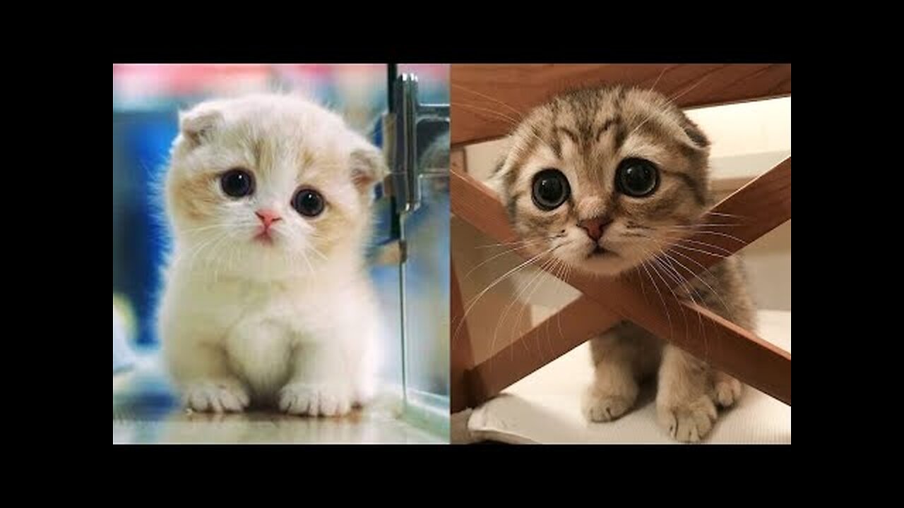 Baby Cats-Cute and Funny Cats Compilation