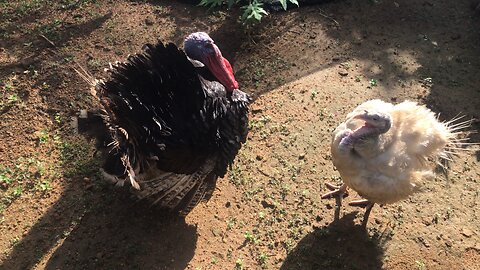 Sweet turkeys