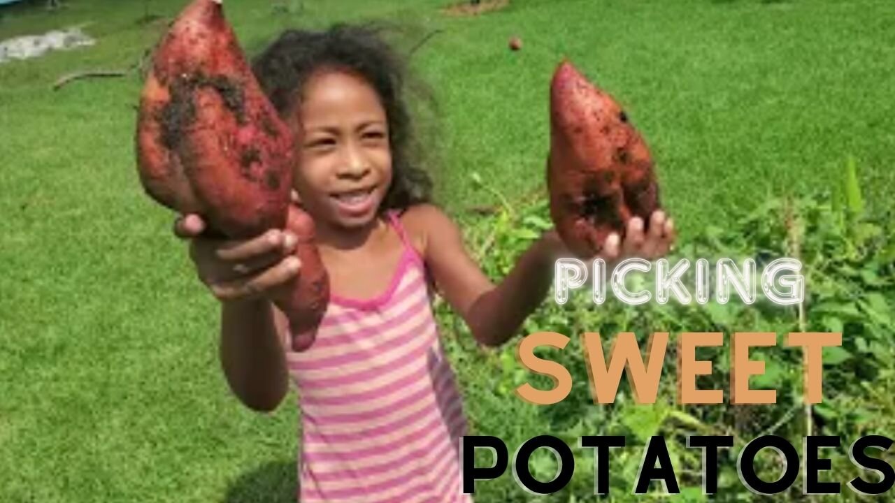 GIGANTIC SWEET POTATO HARVEST!!!