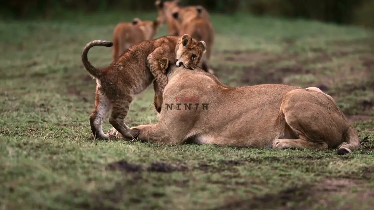 Adorable moment lion cub seen playing with its loving mother