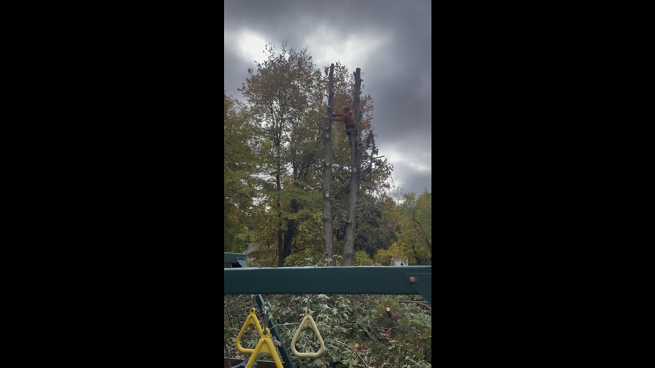 Taking down Oak tree￼