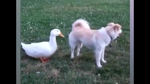 Funniest Animals 2023 😂 Funny Dogs and Cats Videos 😺🐶 Part 2