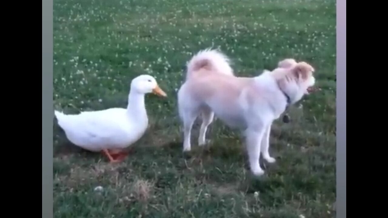 Funniest Animals 2023 π Funny Dogs and Cats Videos πΊπΆ Part 2