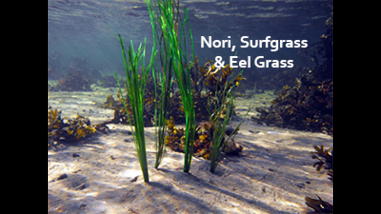 PFTTOT Part 204 Benefits of Nori Surfgrass and Eel Grass