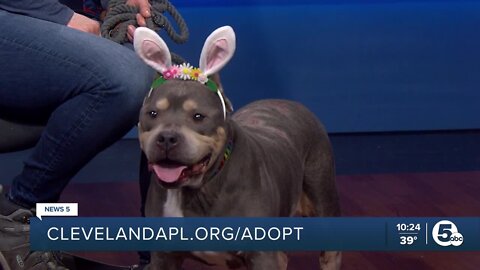 Cleveland Animal Protective League's Pet of the Week