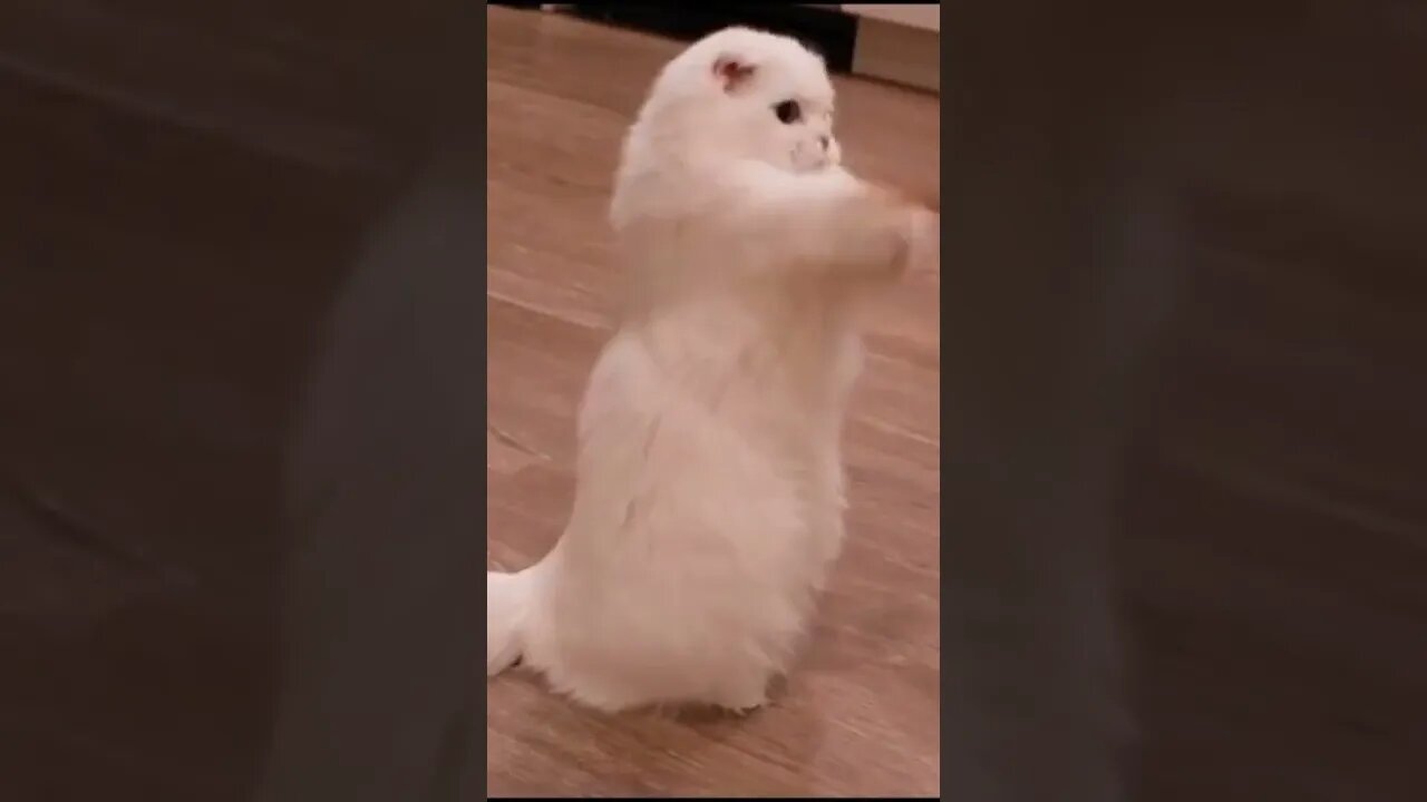 Cute Cat Adorable white Scottish fold kitty trying to Catch his toy