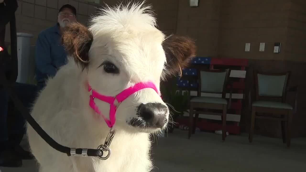 Check This Out: Mini cow bringing people joy