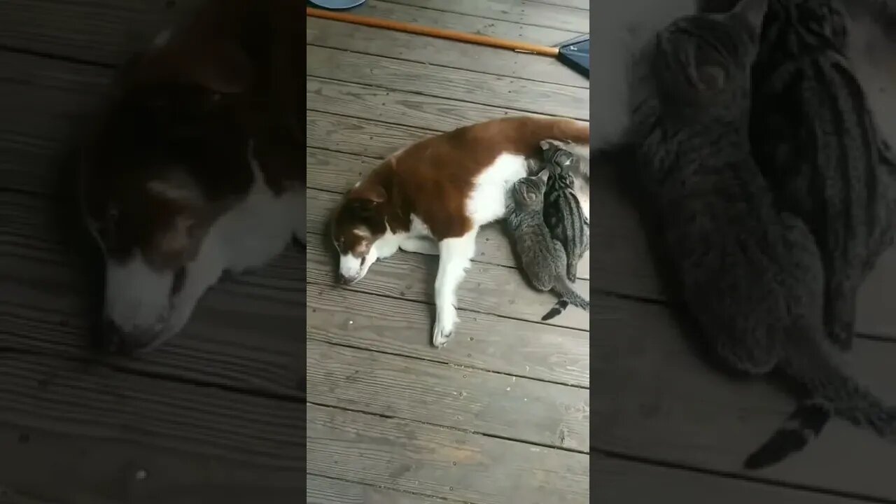 This good Doggo is surrogate Mom for kittens