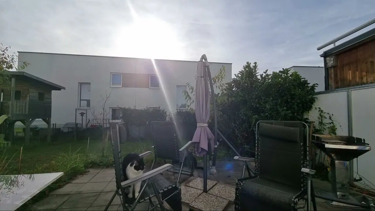 Highlight 2:02:01 – 2:07:01 von HD 1080p Silent LIVE-Stream in garden with black cat