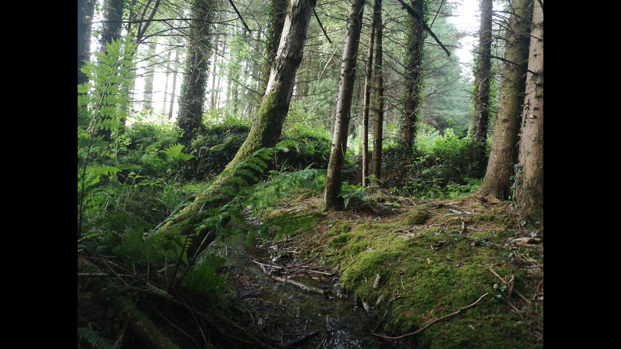 Enchanted forest