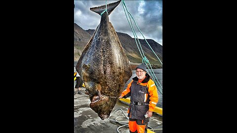 halibut Mother