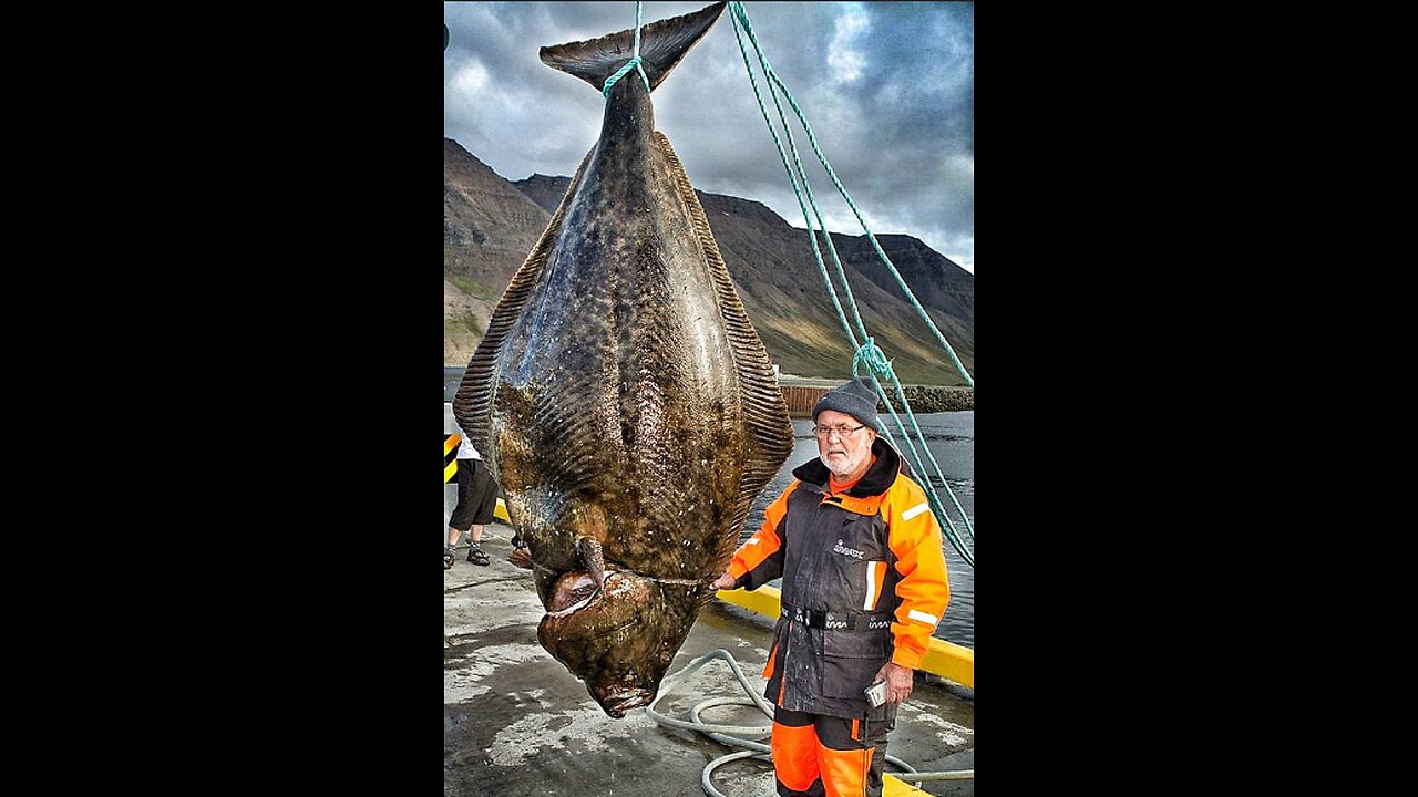 halibut Mother