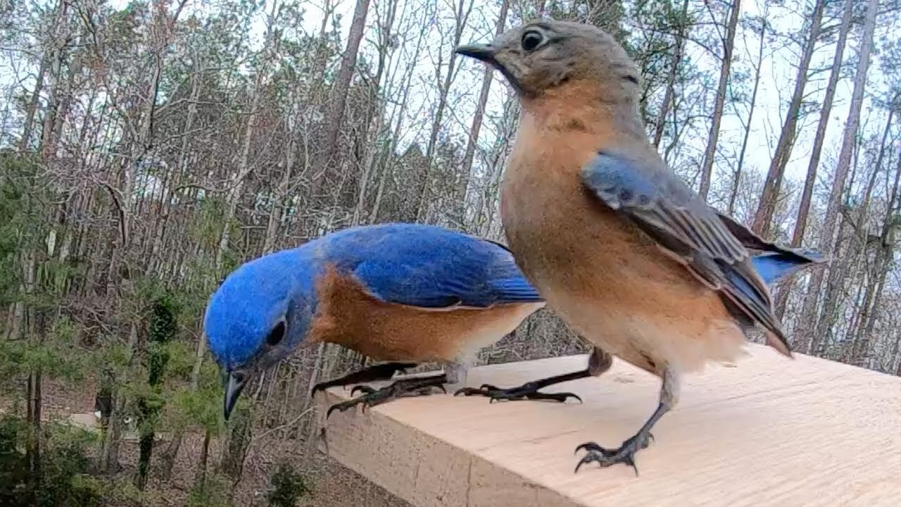 Bluebird Pair in Slow Motion with Hawk Flying by at End