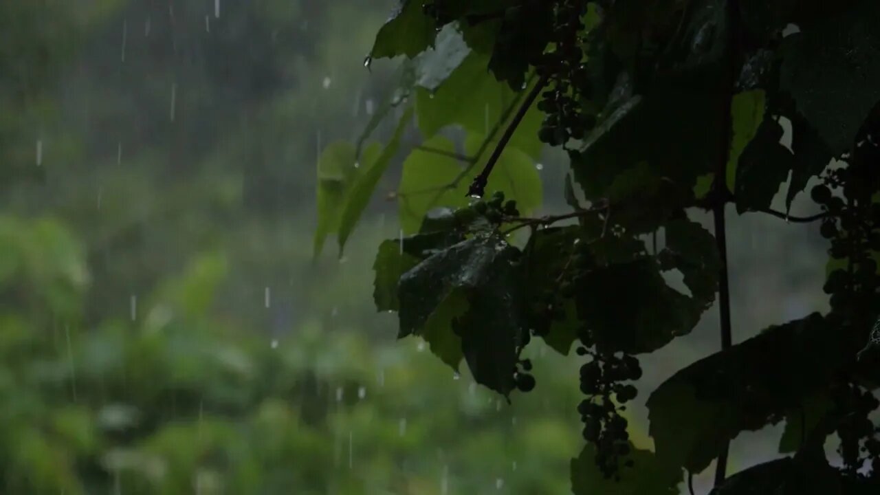 Rain in the summer forest. The sound of rain for sleep. Sounds of nature.