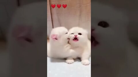 funny cat videos | cute cat videos| cute animals funny cats #shorts #shortsfunny #cutecat #funnycat