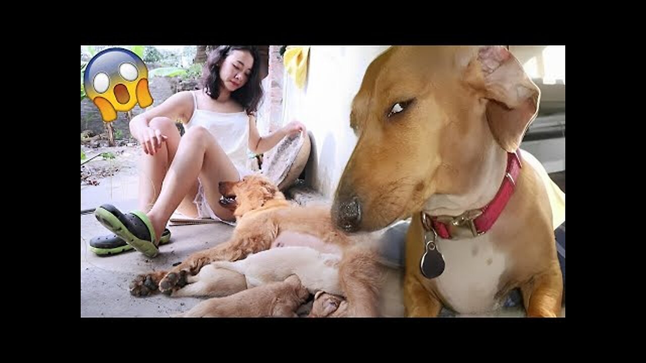 Funniest Animals Video - Funny Dogs And Cats - Try Not To Laugh Animals 2022