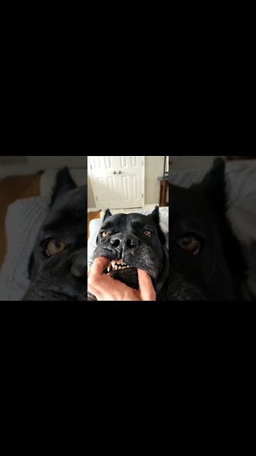 The MOST DANGEROUS Dog #shorts #canecorso #pets