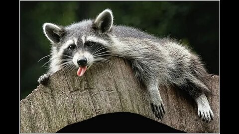 🔥Jokes WITH RACCOONS 😂EPIC FAILS