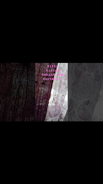 Lil Bit the Cat Hanging Out