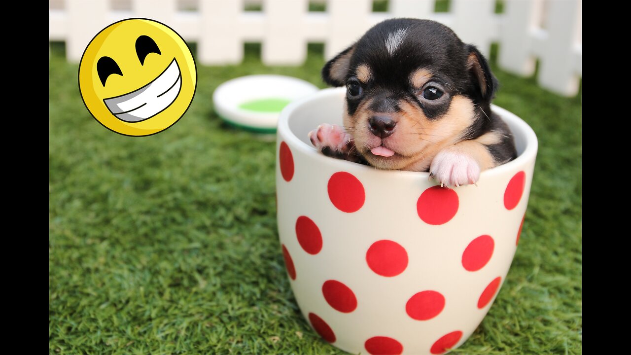 You Laugh You Lose YOU ENJOY 😂 Funniest Cats and Dogs 2023 😻🐶 Part 9