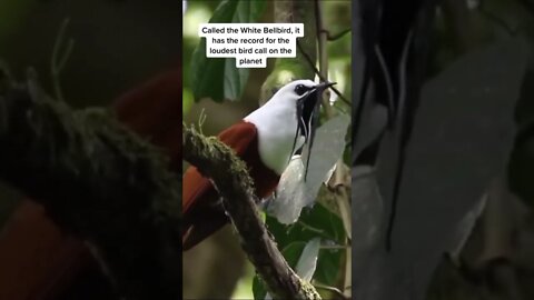Loudest Bird in the world