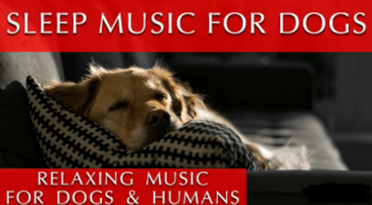 [1HOUR] of Calming🎵 MUSIC For 🐶 DOG Relaxation, During ⛈️ THUNDERSTORMS!