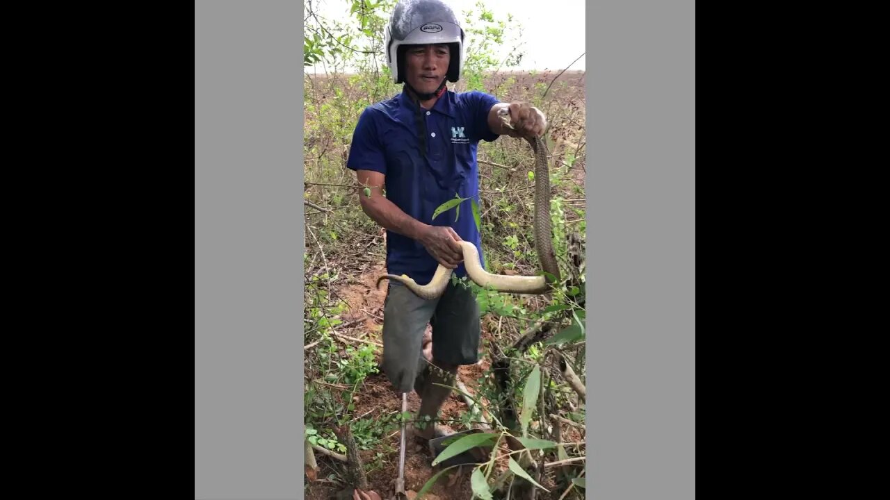 Cobra Catching TV: #Short video Dig a cave to Spectacle or India Cobra