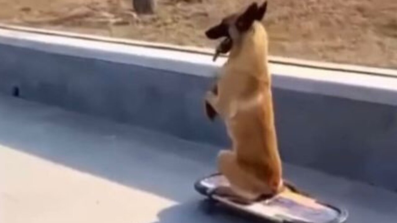 Skateboarding Dog/ Belgian Malinois