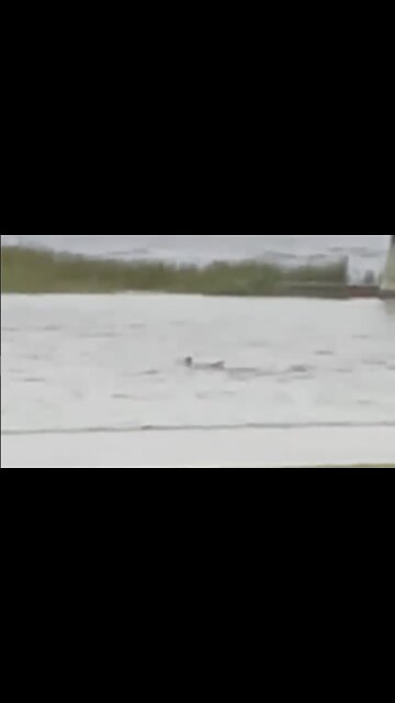 Shark Spotted in the Surge Waters in Fort Myers Beach, Florida