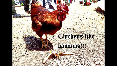 Chickens like bananas!!!