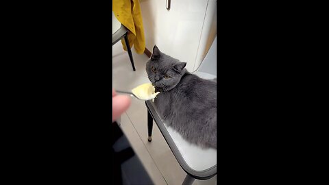 When cats smell strange food _cat _cats _funny(video0)