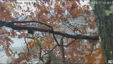 Hays Eagles nest area Pan & Glenwood Bridge 2020 11 11 1222pm