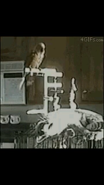 BIDEN'S WHITEHOUSE CRAPS ALL OVER US