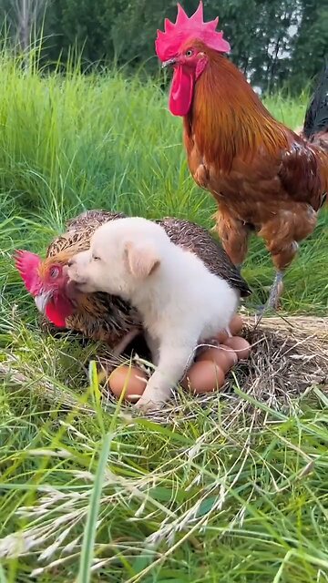 Friendship puppy is chicken baby