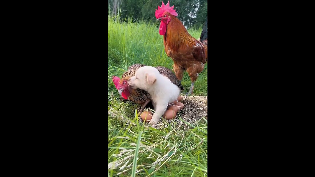 Friendship puppy is chicken baby