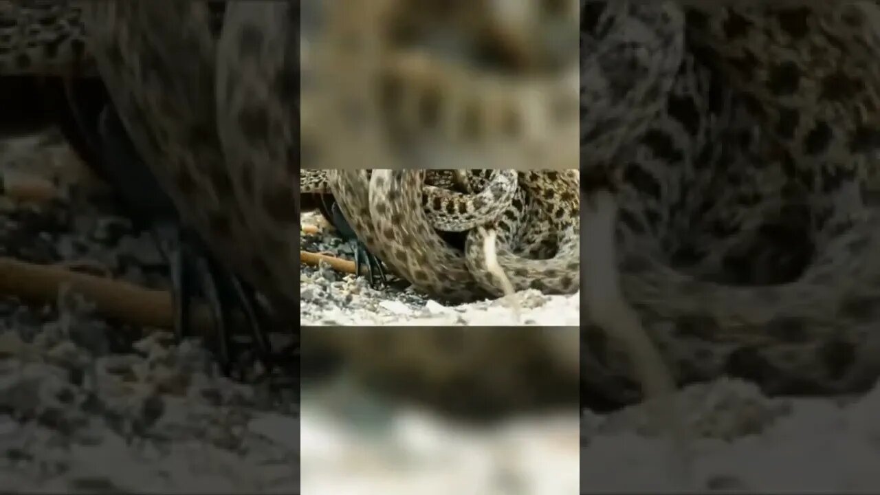 أنفجار الأدرينالين 🔥