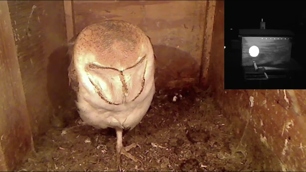 There was an owl in the Kastle last night.12-28-21