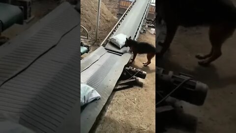 A situação tá tão feia que sobrou até pro cachorro