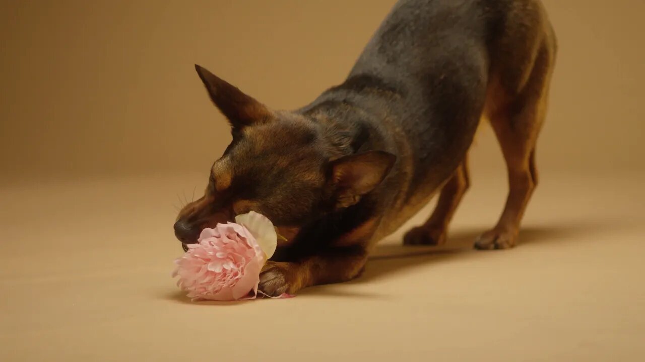 Dog Playing With Artificial Flower