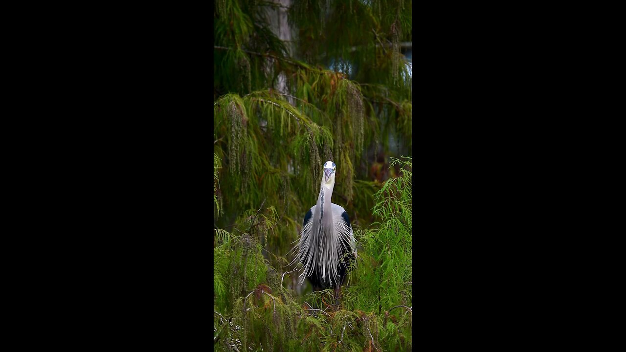 The Great Blue Heron