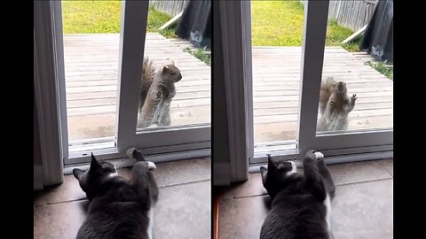 Friendly wild squirrel adorable tries to play with a house cat .!