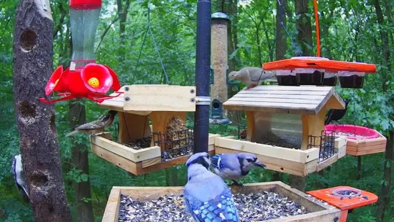 Rose breasted grosbeak feeds immature fledgling at feeder