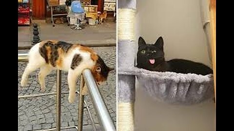 Funny moments/Animals Coub