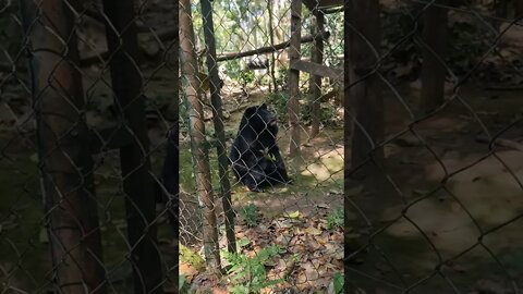 Moon Bear 🐻 Sanctuary Luang Prabang Laos 🇱🇦 #moonbear #laos #bear #luangprabang #animals