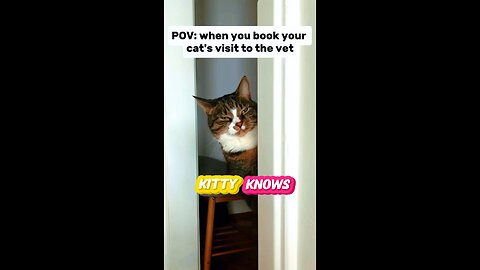 Kitty Knows #comedy #eloypezedits #vet #texting