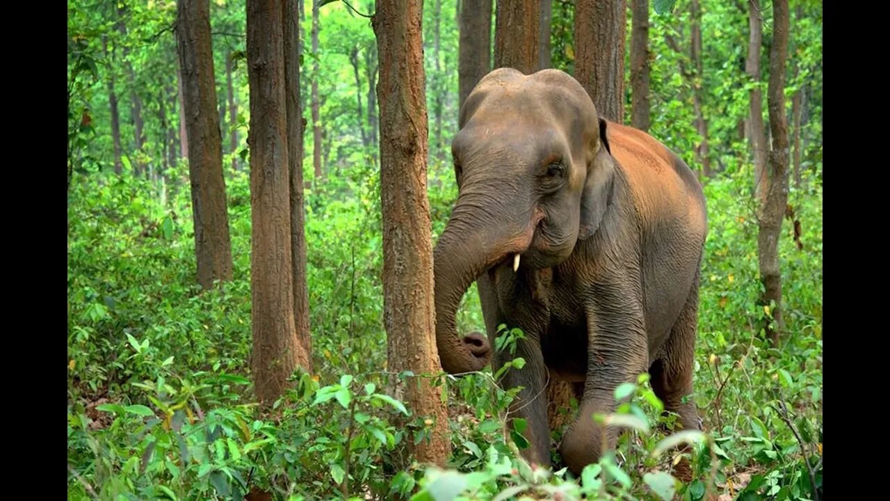 Sri Lankan Elephant fact