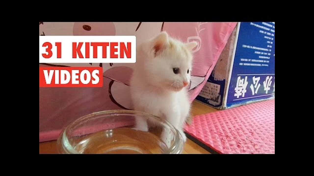 31 Funny Kittens | Cat Video Compilation 2017